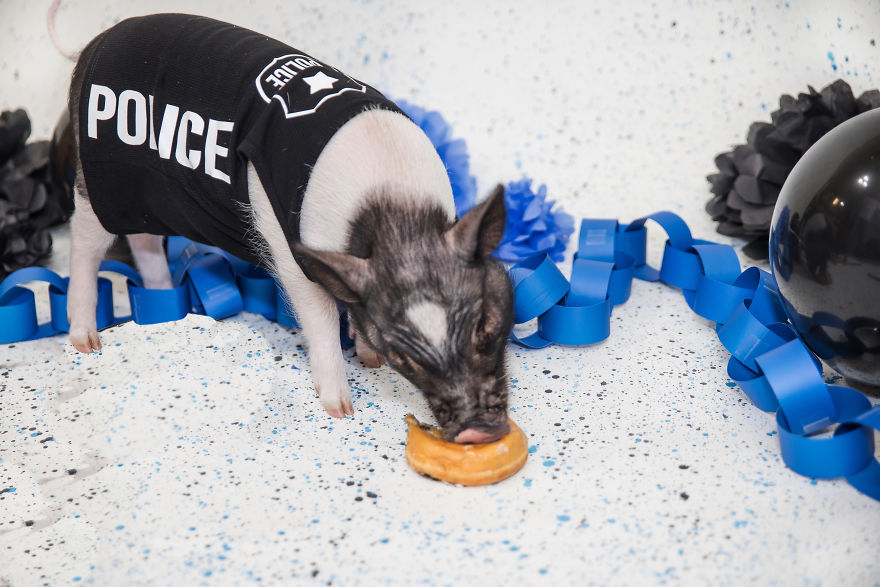 Meet Hercules, Our 6-Month-Old Pig Who Will Change The Way You Think About Pig Policemen