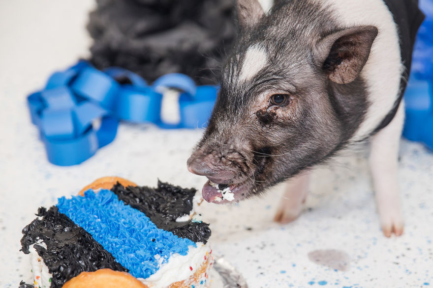 Meet Hercules, Our 6-Month-Old Pig Who Will Change The Way You Think About Pig Policemen
