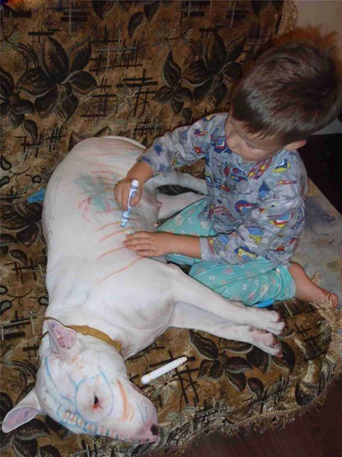 Never Leave A Child And A Bull Terrier Alone In The Same Room