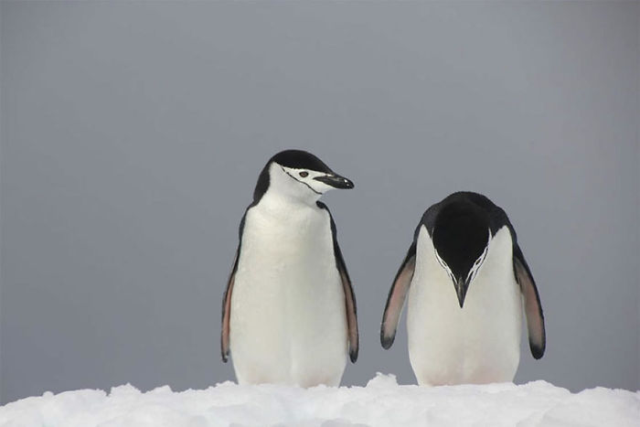 Problemas en el paraíso de hielo. Antártida, Peter Odeh