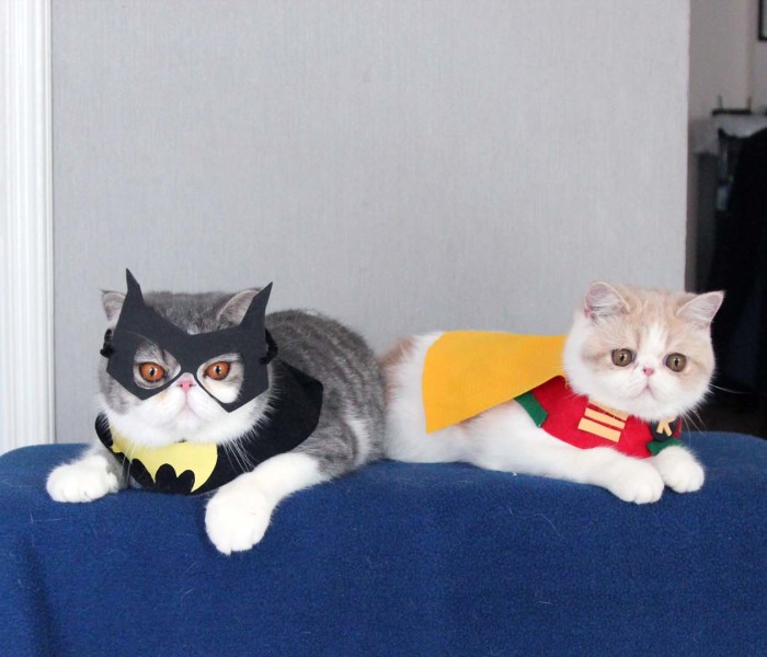 I Make Costumes For My Cats