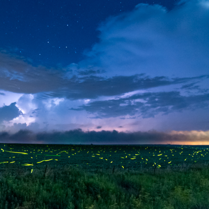Lightning And Fireflies Time Lapse