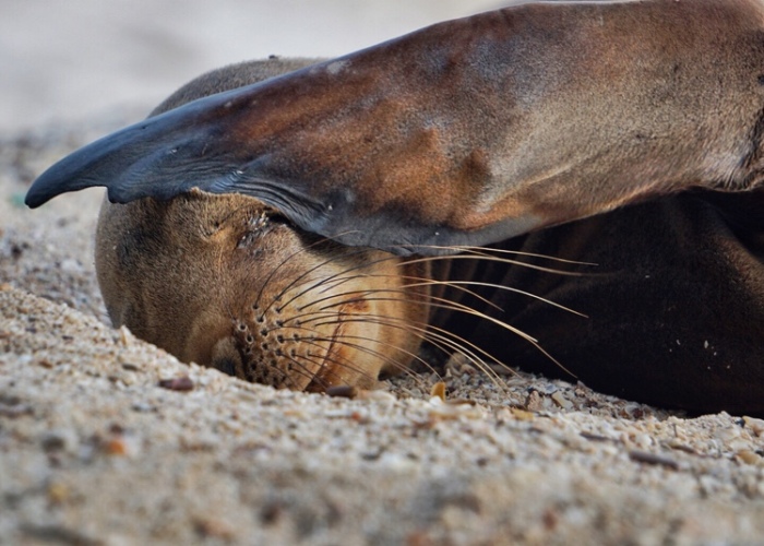 I Photographed Sea Lions In The Galápagos, And There’s A Reason People Call Them The Puppies Of The Sea