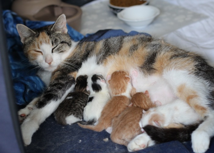 These Four Mother Cats Were Left Behind When Their Kittens Were Adopted