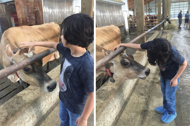 A Cow Seems Amused By My Son's Shirt