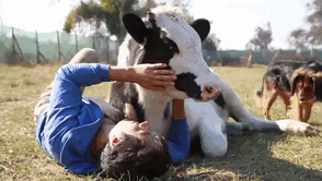 Cows Love Being Cuddled