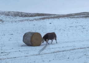 Cow Loves Rolling His Bale Of Hay
