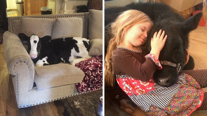 30 Adorable Cow Photos That Prove They Are Just Big Dogs
