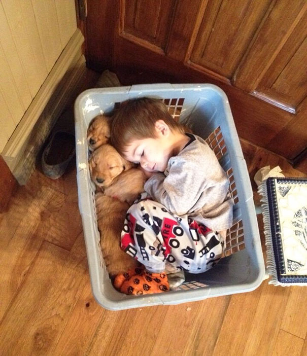 Little Guy Fell Asleep In A Basket With His Golden Retriever Puppies