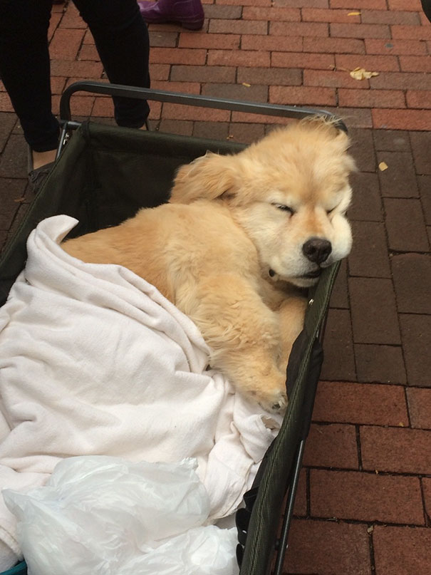 My School Always Brings A Bunch Of Therapy Dogs On Campus During Midterms To Cheer People Up And Look At This Lil Guy That Was On The Diag Today