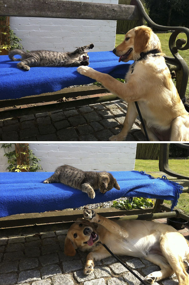 Our 4 Month Golden Retriver Puppy First Encounter With A Cat
