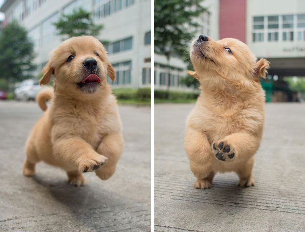 10 Times Golden Retrievers Were The Purest Creatures In The World