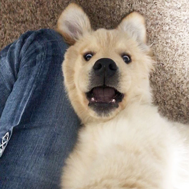 210 Times Golden Retriever Puppies Were The Purest Thing In The World |  Bored Panda