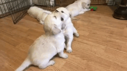 Puppie Fight