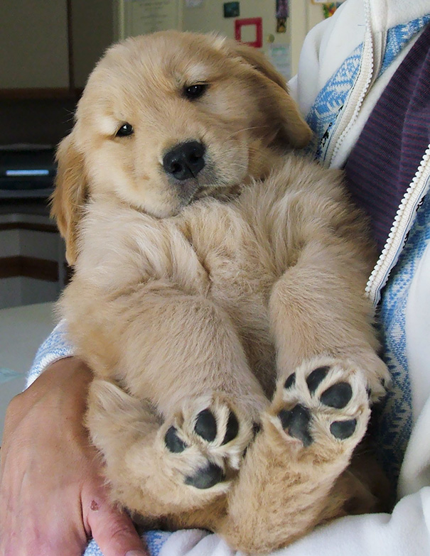 15 Heartwarming Golden Retriever Puppies Photos That Will Make Your Day Dogs Addict