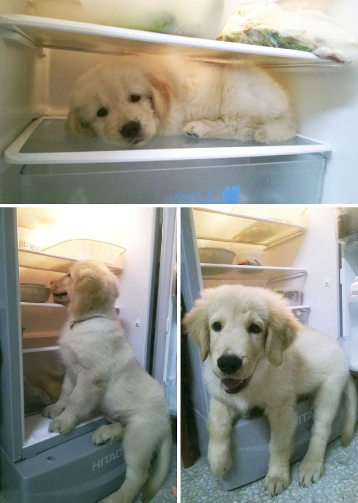 Baby Golden Retriever Realize He Can't Fit In His Old Place Anymore