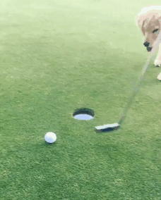 It's Always A Hole In One When You Have A Puppy To Help