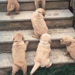 Some First Timers On Our Hands... At Stairs That Is. Golden Retriever Puppies Giving It A Try