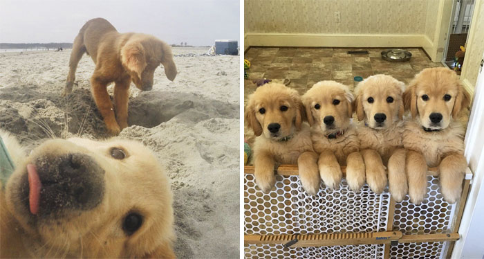 210 Times Golden Retriever Puppies Were The Purest Thing In The World