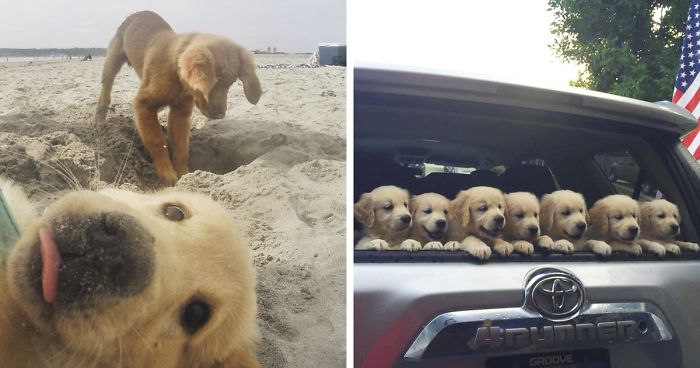 210 Times Golden Retriever Puppies Were The Purest Thing In The