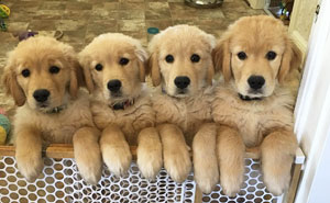 10+ Cachorros de Golden Retriever siendo lo más puro del mundo
