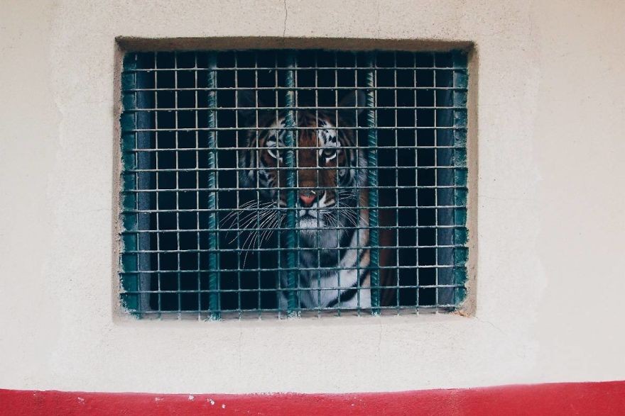 I Made This Project To Show That The Zoos Are Prison