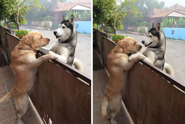 This Dog Felt So Lonely That He Escaped The Yard To Hug His Best Friend