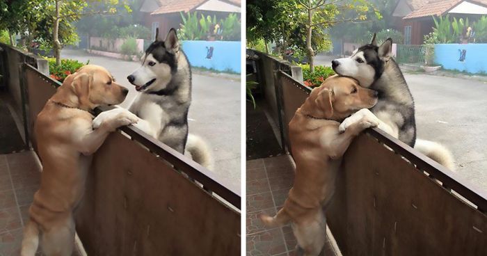 This Dog Felt So Lonely That He Escaped The Yard To Hug His Best Friend