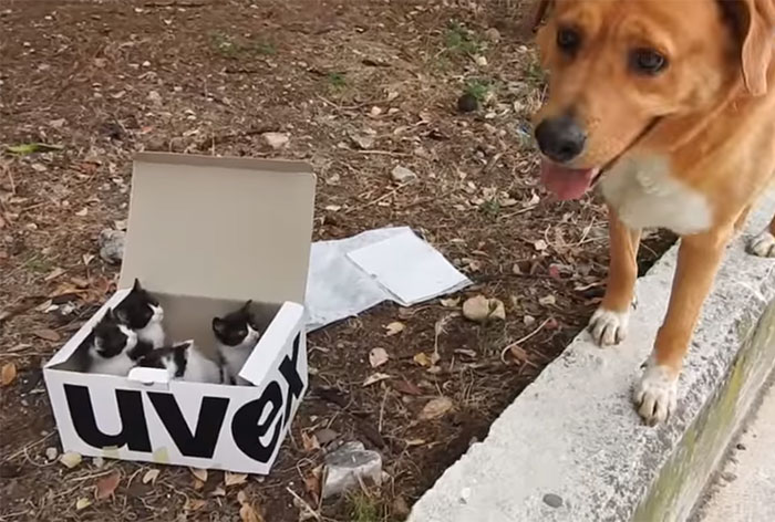 This Dog Lead His Humans To A Mysterios Box In The Mountains, Ended Up Becoming A Father