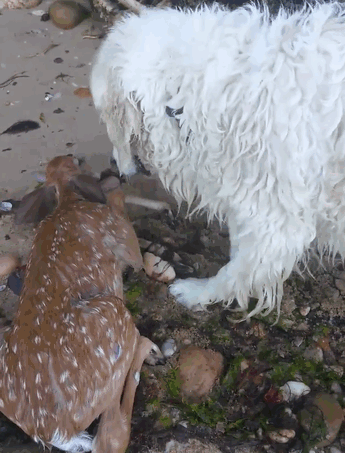 dog saves drowning baby deer storm 10 - Cachorrinho herói salva Cervo da água