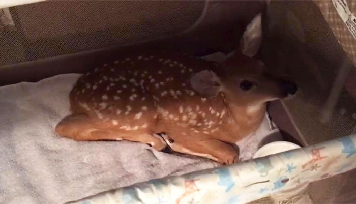 Good Dog Saves A Baby Deer From Drowning