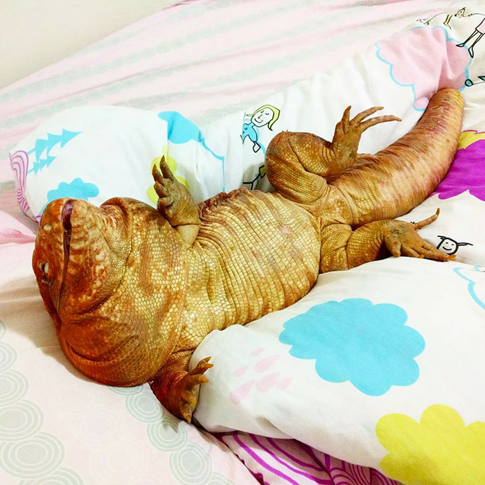 This Dog-Sized Lizard Is Instagram's Latest Four-Legged Sensation, And His Pics Will Make Your Day