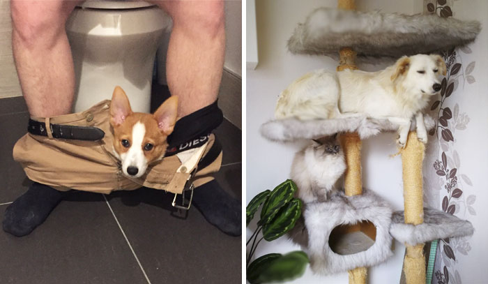82 Dogs Who Think They’re Cats