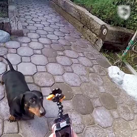 How To Photograph Your Pets