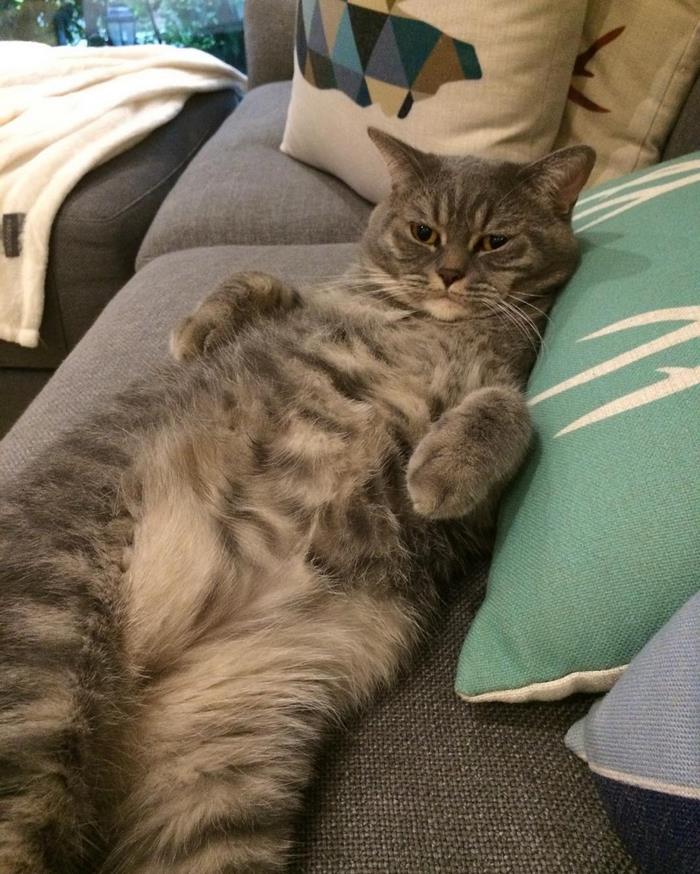 Fat Dad Cat Kept Eating More Than His Share, So His Owners Came Up With A Genius Solution