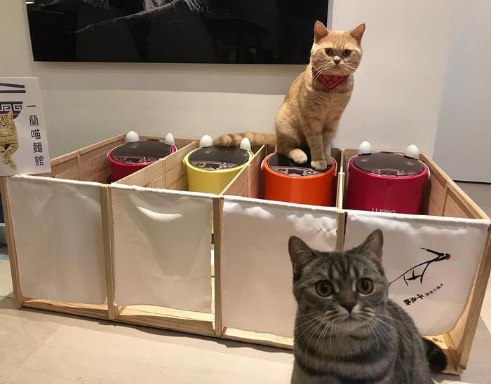 Fat Dad Cat Kept Eating More Than His Share, So His Owners Came Up With A Genius Solution