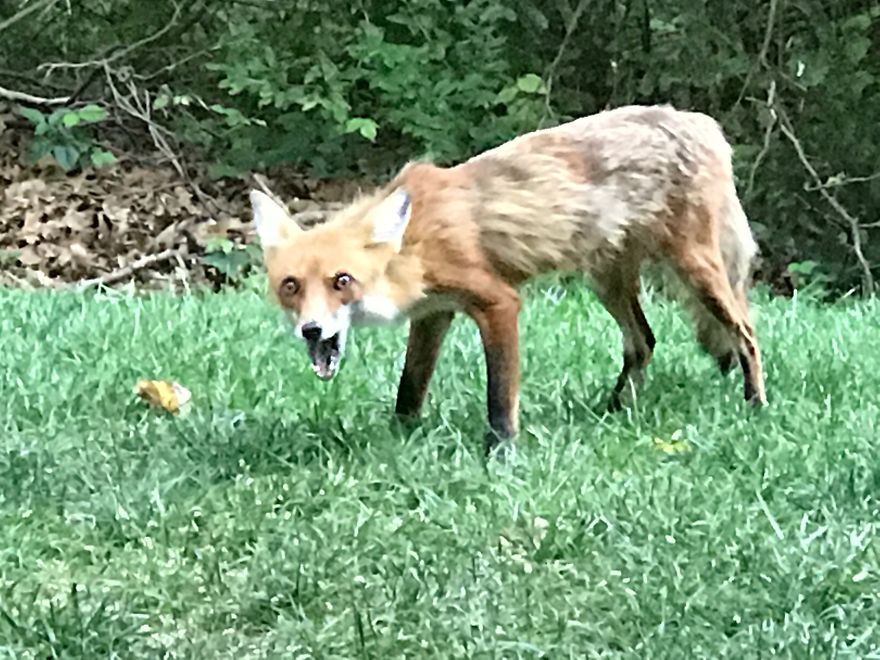 Just A Hungry Fox...