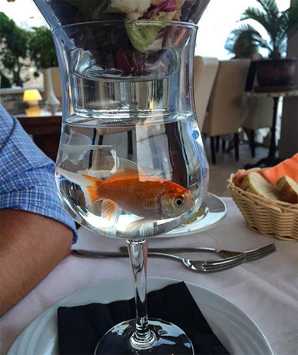 More Prawn Cocktail Served In A Glass Is Fine. Prawn Cocktail Served In A Glass On Top Of A Live Goldfish Is Not