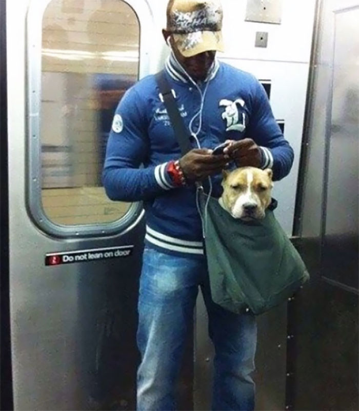 Este tipo entrenó a su pitbull para poder llevarlo en metro