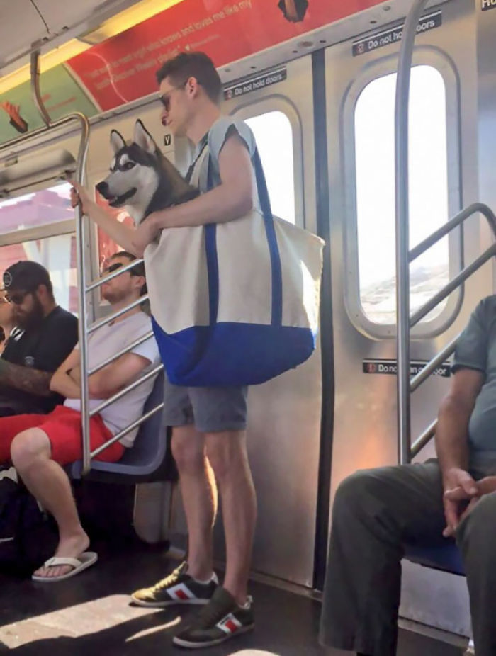 No se permiten a los perros en el metro de Nueva York, salvo que sean transportados, así que...