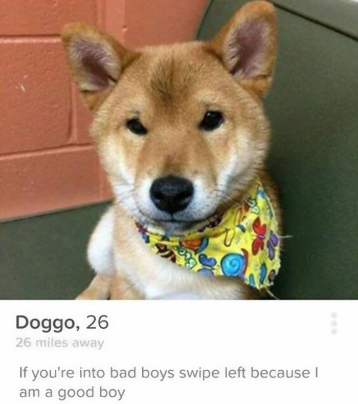 Niceguy Tinder Doggo