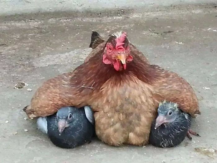Mother Hen And Her Pigeons