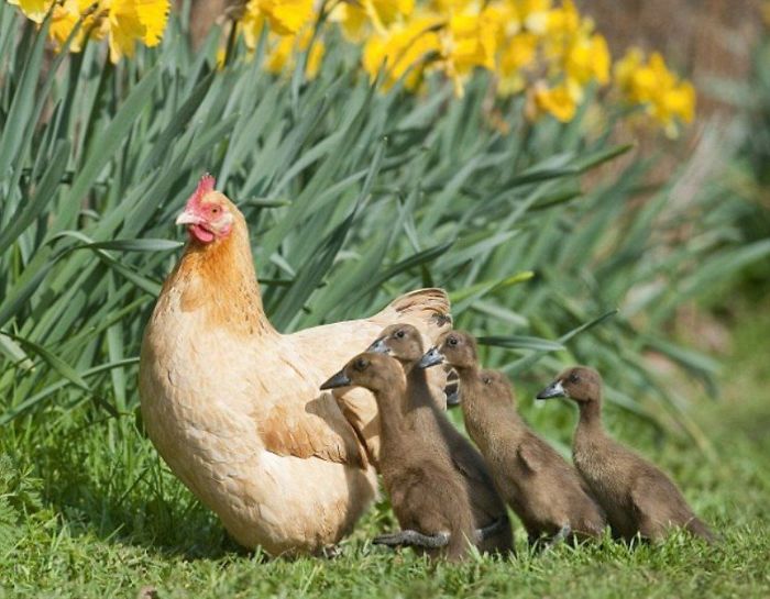 Hilda The Hen Hatches Clutch Of Ducklings After Sitting On Wrong Nest And Now They're Her Babies