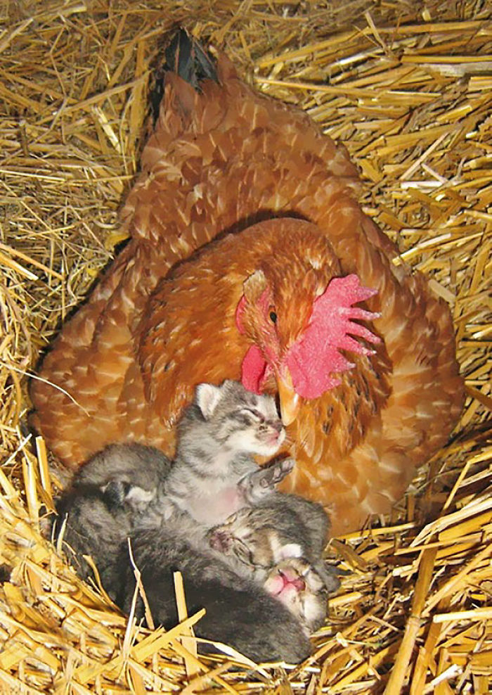 Hen And Her Kittens