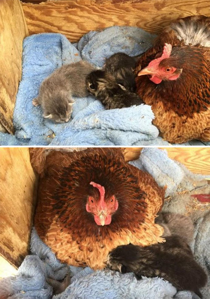 Hen Adopts Litter Of Kittens For Mother's Day