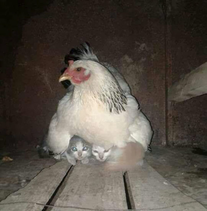 Hen Taking Care Of Kittens During Storm