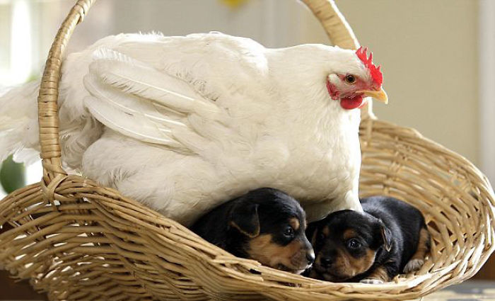 Hen And Her Adopted Litter Of Puppies