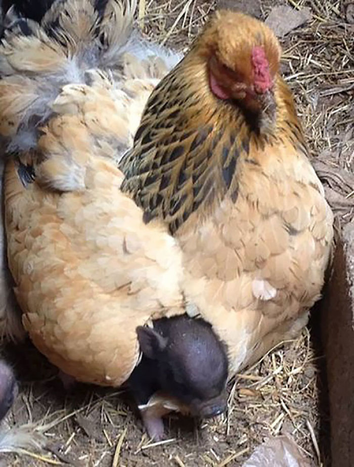 Piglet And Mother Hen