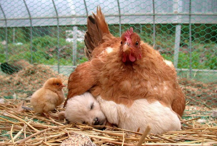 Hen And Dog