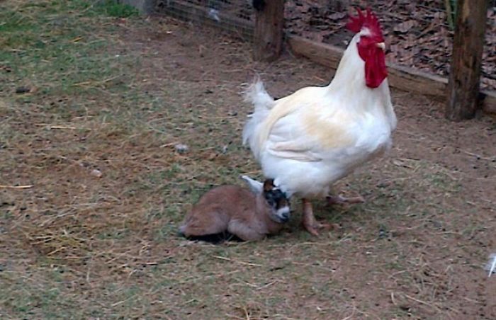 Tiny Goat's Father Rooster (Still Counts)
